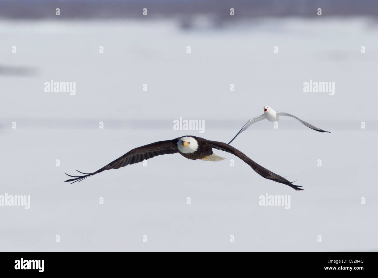 Aquila calva in volo e di essere inseguito da Mew Gull oltre il fiume di rame, centromeridionale Alaska, molla Foto Stock