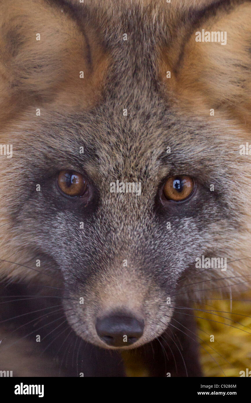 CAPTIVE: Close up di un cross-phase Red Fox nella sua gabbia prima del rilascio nell'ambiente selvatico, Alaska Foto Stock