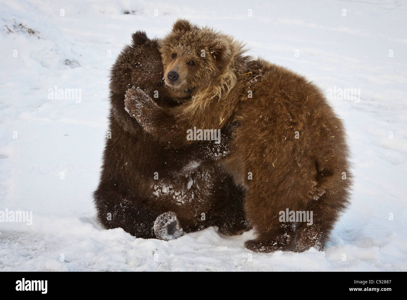 CAPTIVE: Coppia di Kodiak orso bruno cubs giocare e combattiamo nella neve in Alaska Wildlife Conservation Centre, Alaska Foto Stock