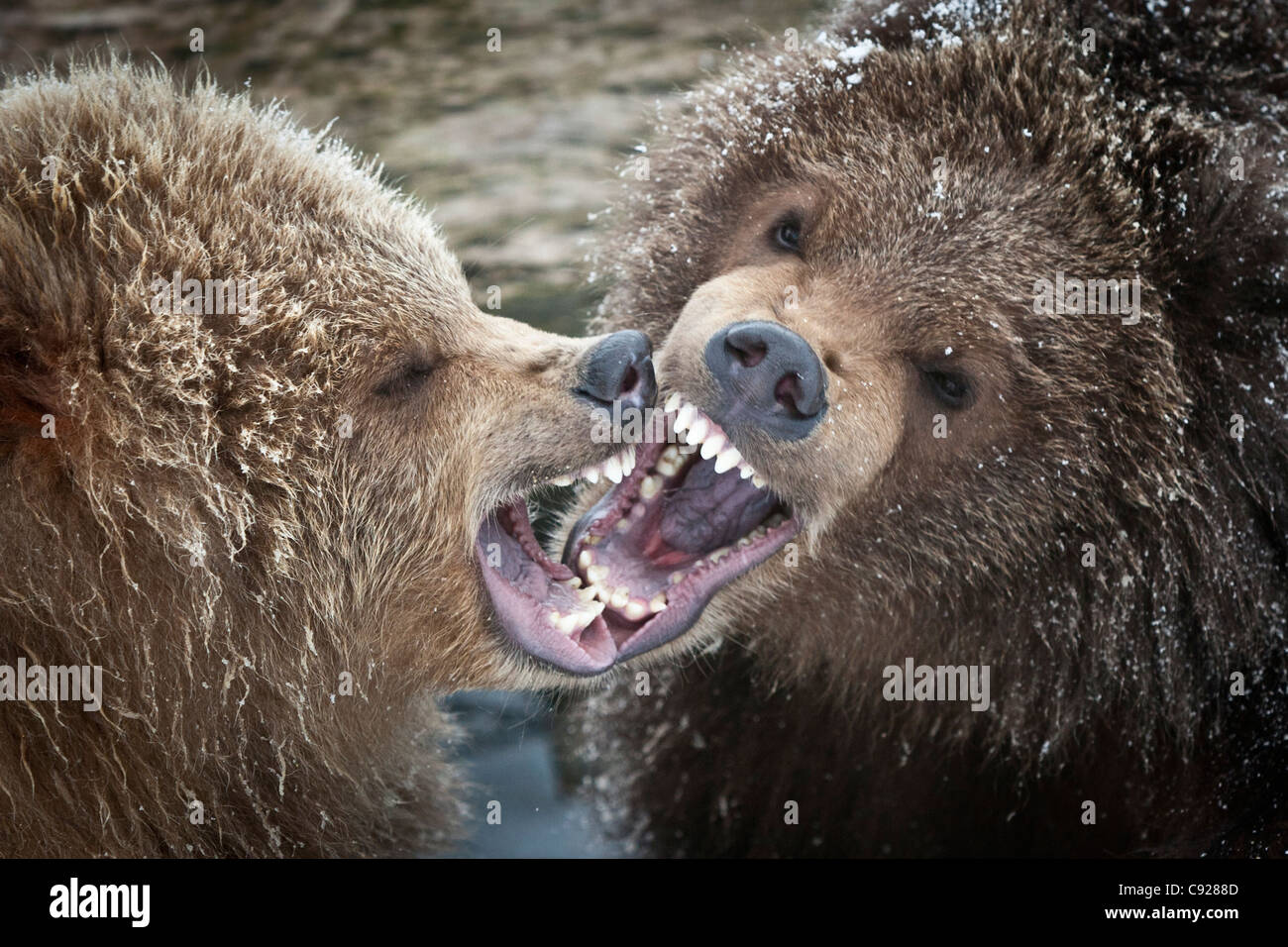 CAPTIVE: Coppia di Kodiak orso bruno cubs ringhio e giocare insieme in Alaska Wildlife Conservation Centre, centromeridionale, Alaska Foto Stock
