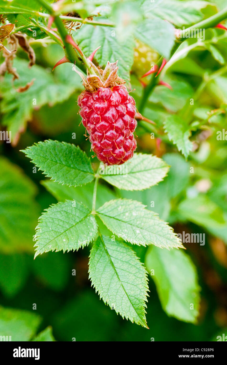 Rubus ideus (Lampone), frutti maturi sulla pianta Foto Stock