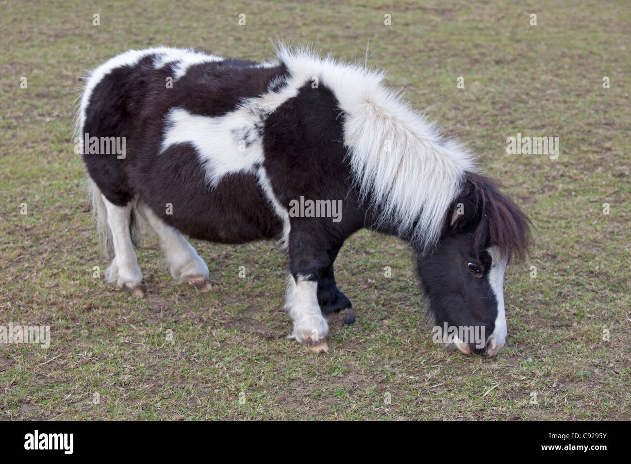 In bianco e nero in miniatura pony Shetland pascolare Mickleton Costwolds REGNO UNITO Foto Stock