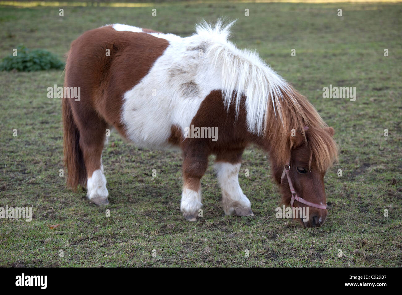 Marrone e bianco in miniatura pony Shetland pascolare Mickleton Costwolds REGNO UNITO Foto Stock