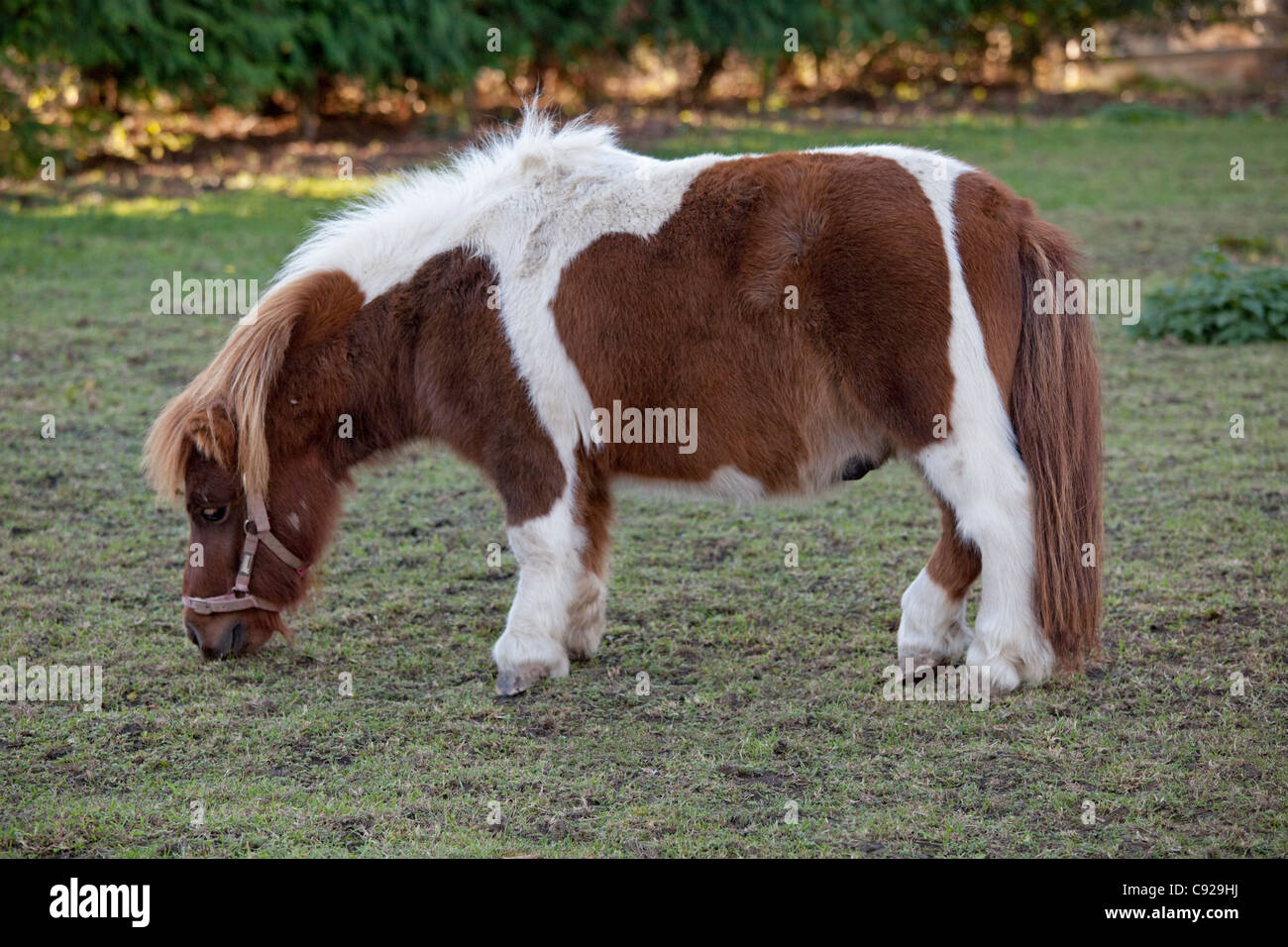 Marrone e bianco in miniatura pony Shetland pascolare Mickleton Costwolds REGNO UNITO Foto Stock