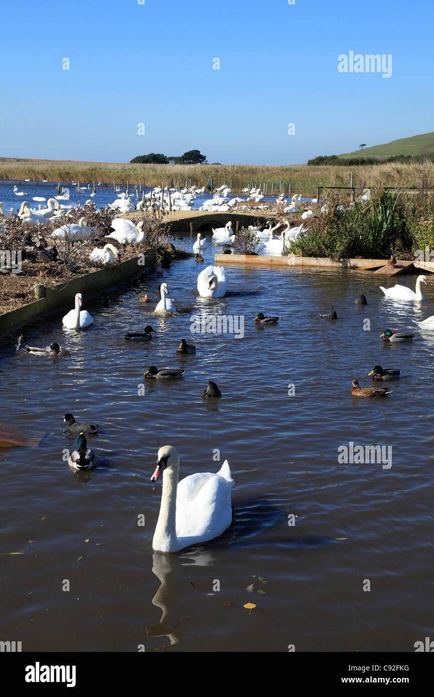Il Swannery a Abbotsbury è gestita una colonia di cigni e è l'unica colonia del suo tipo in tutto il mondo. Foto Stock
