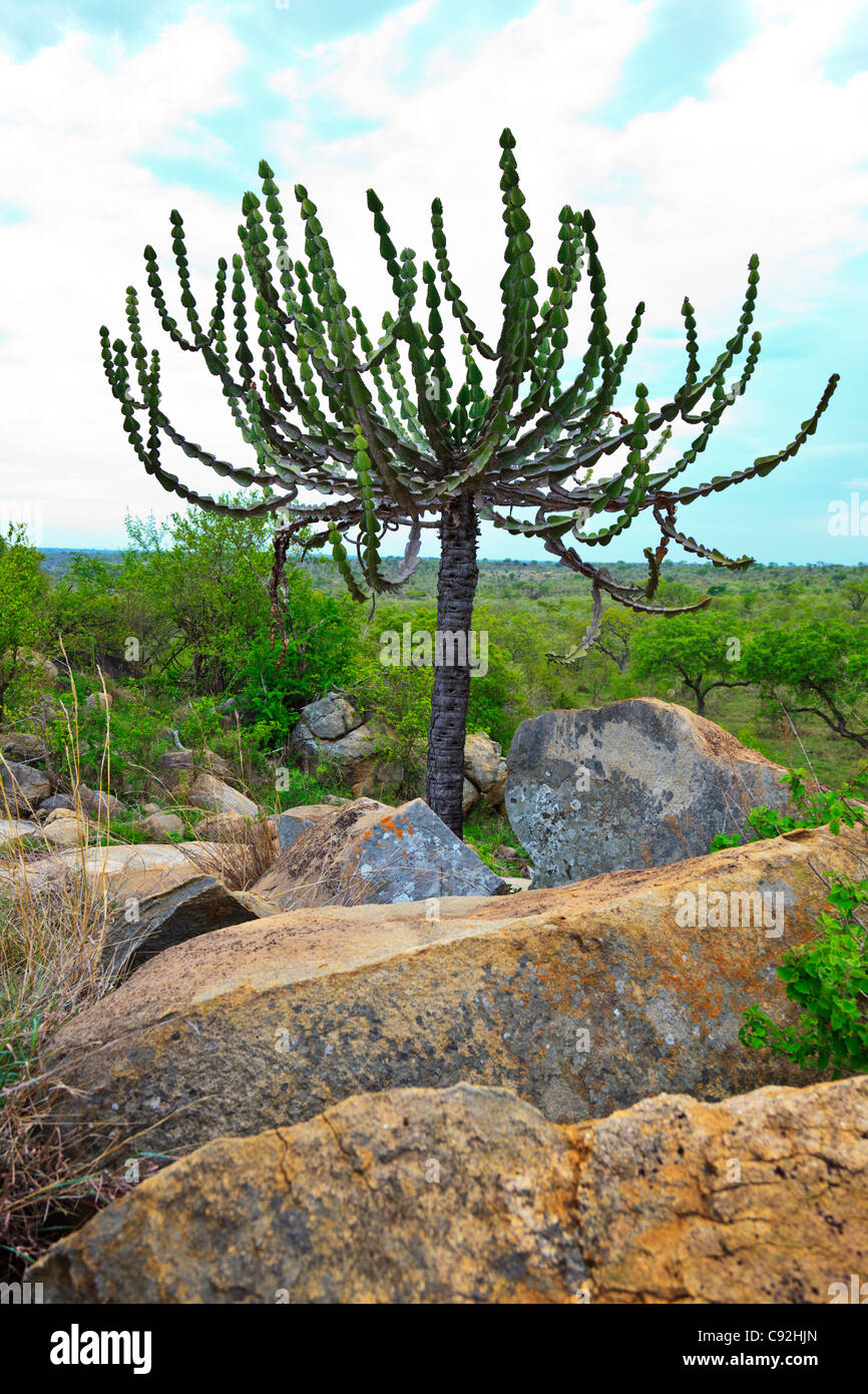 Euphorbia candelabro che cresce su un granito koppie nel Parco Nazionale di Kruger. Foto Stock