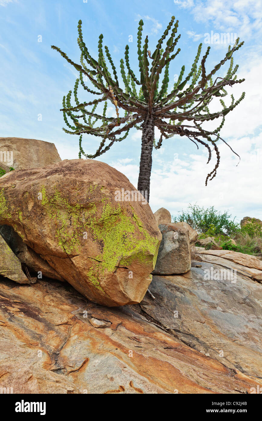 Euphorbia candelabro che cresce su un granito koppie nel Parco Nazionale di Kruger. Foto Stock