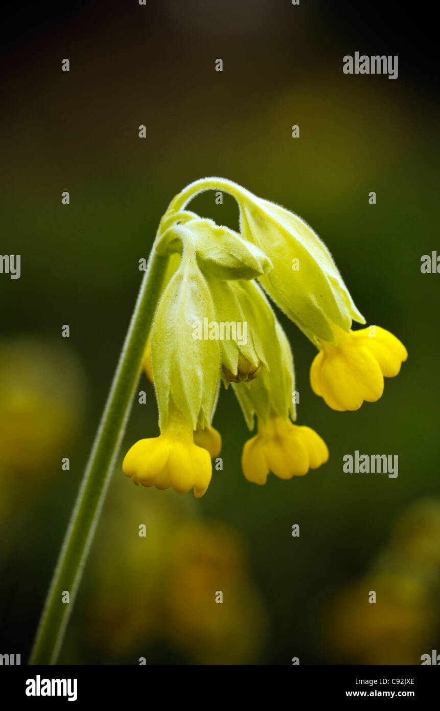 Il Cowslip è una molla del Regno Unito di fiori selvaggi comunemente reperibili sul terreno calcareo e fa parte della famiglia di Primula correlata alla Primrose Foto Stock