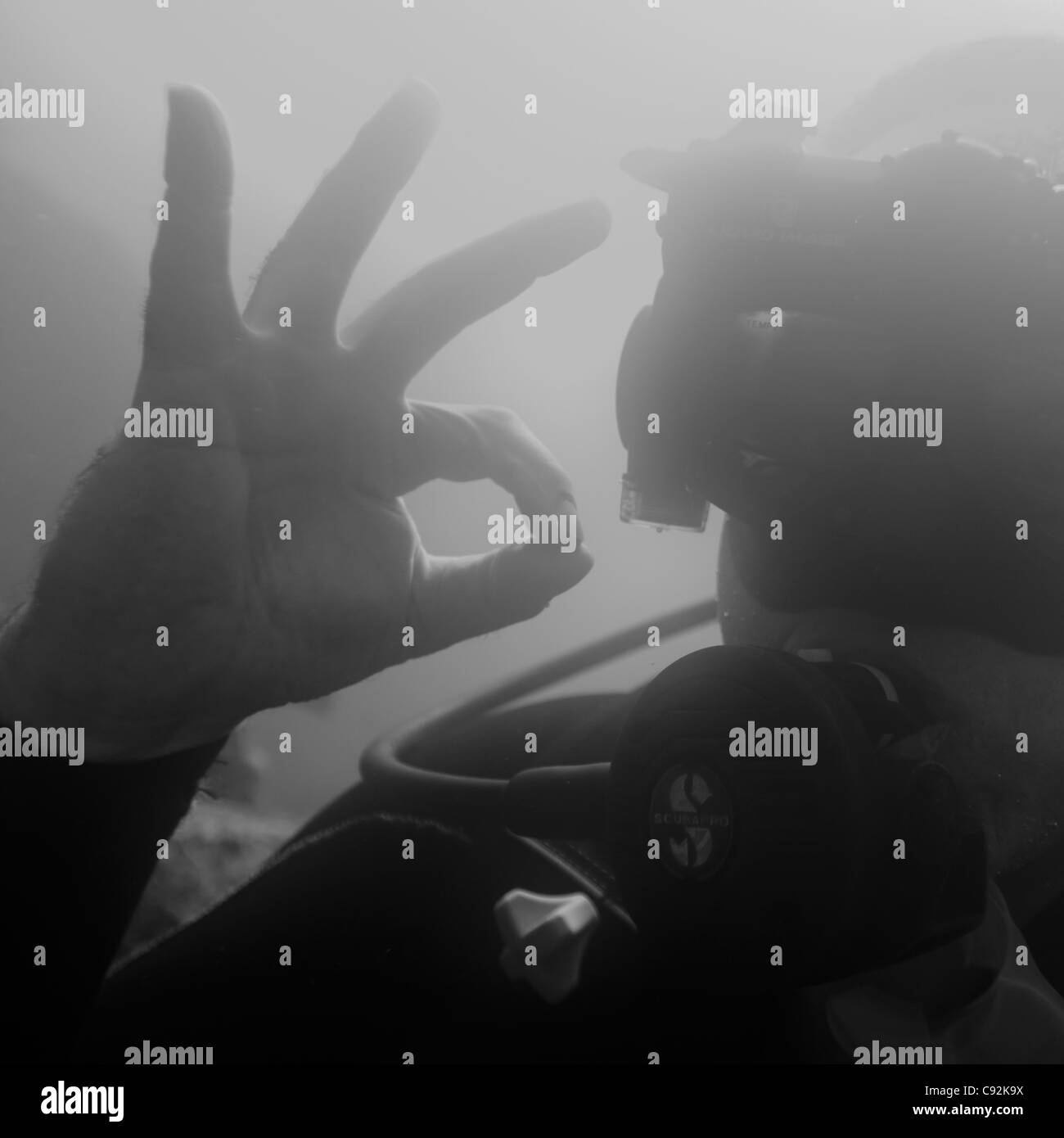 Scuba Diver mostra Ok segno subacquea, Isola di Santa Cruz, Isole Galapagos, Ecuador Foto Stock