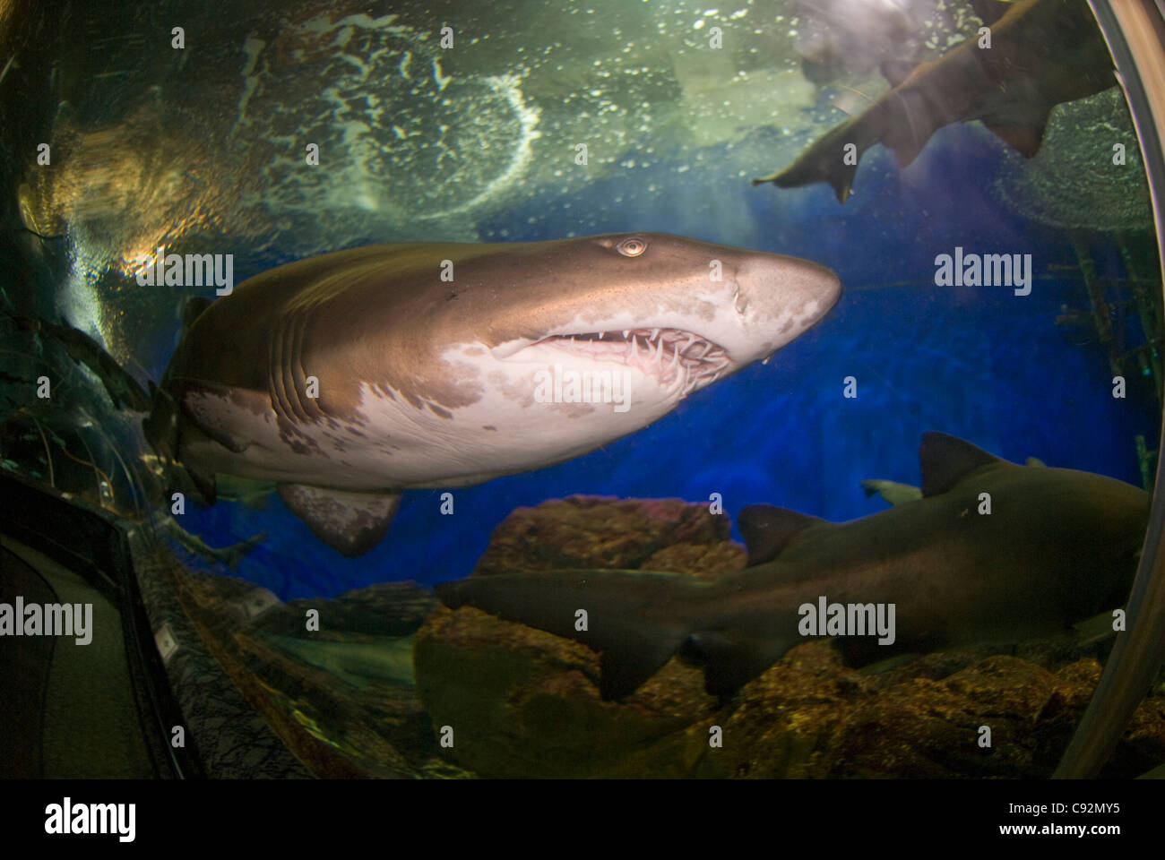 Sand Tiger Shark, Carcharias taurus, criticamente minacciato, a piedi attraverso squali e ray Tank, Underwater World Singapore, Sentosa Island, Singapore Foto Stock