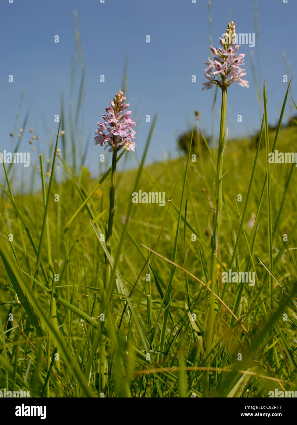 Due picchi del Comune - spotted Orchid ( Dactylorhizer fuchsii ) mostrato crescente nel paesaggio. Foto Stock