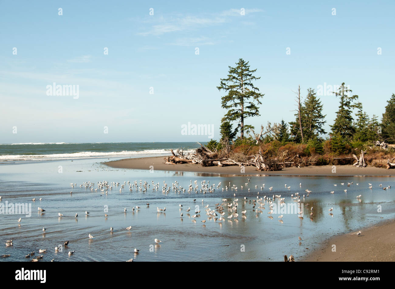 Aberdeen e Westport ebb marea flusso di sabbia di mare Washington Stati Uniti Foto Stock