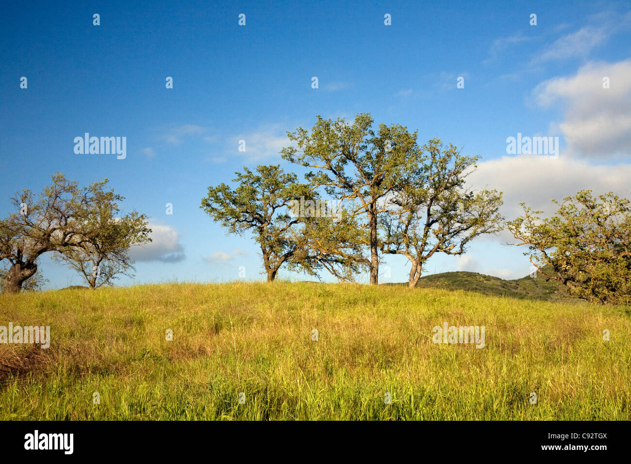 CALIFORNIA - alberi di quercia che cresce in Paramount Ranch area del Santa Monica Mountains National Recreation Area. Foto Stock