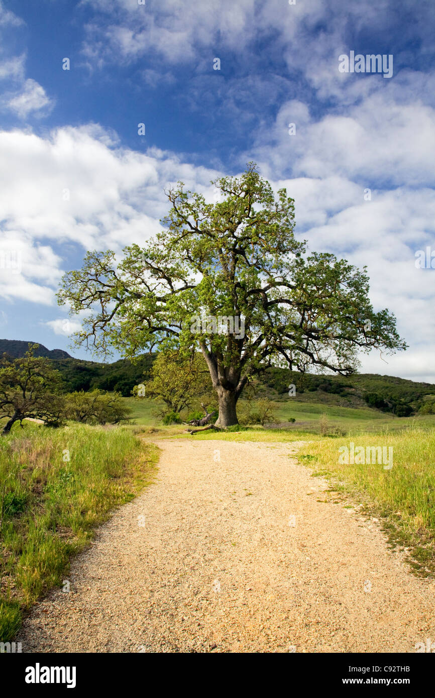 CALIFORNIA - Quercia crescente nella Paramount Ranch area del Santa Monica Mountains National Recreation Area. Foto Stock