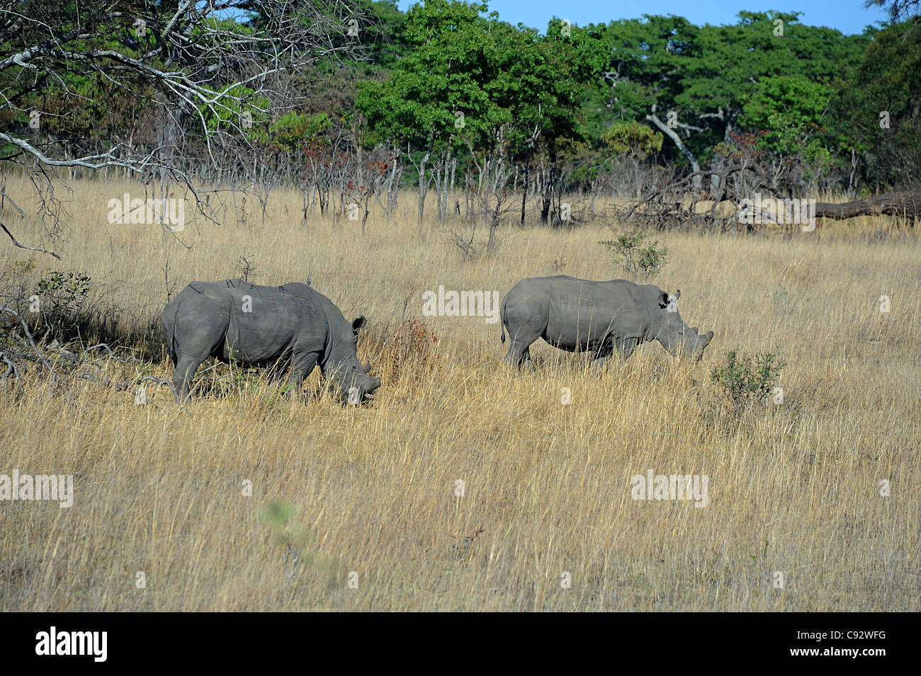 Il rinoceronte bianco (quadrato a labbro) vivono in Safari Imire Ranch, Zimbabwe Foto Stock