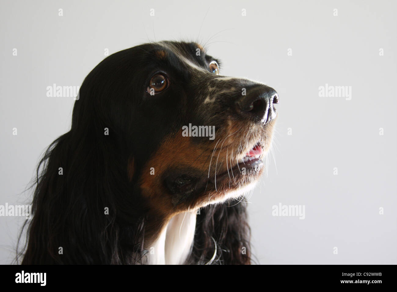 Tricolore Springer Spaniel cane Foto Stock