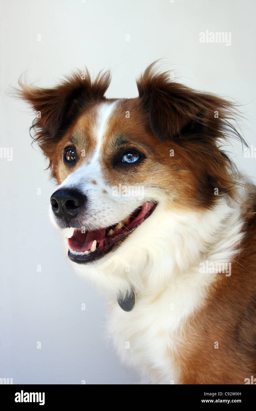 Pastore australiano e Border Collie mix di razza del cane Foto Stock