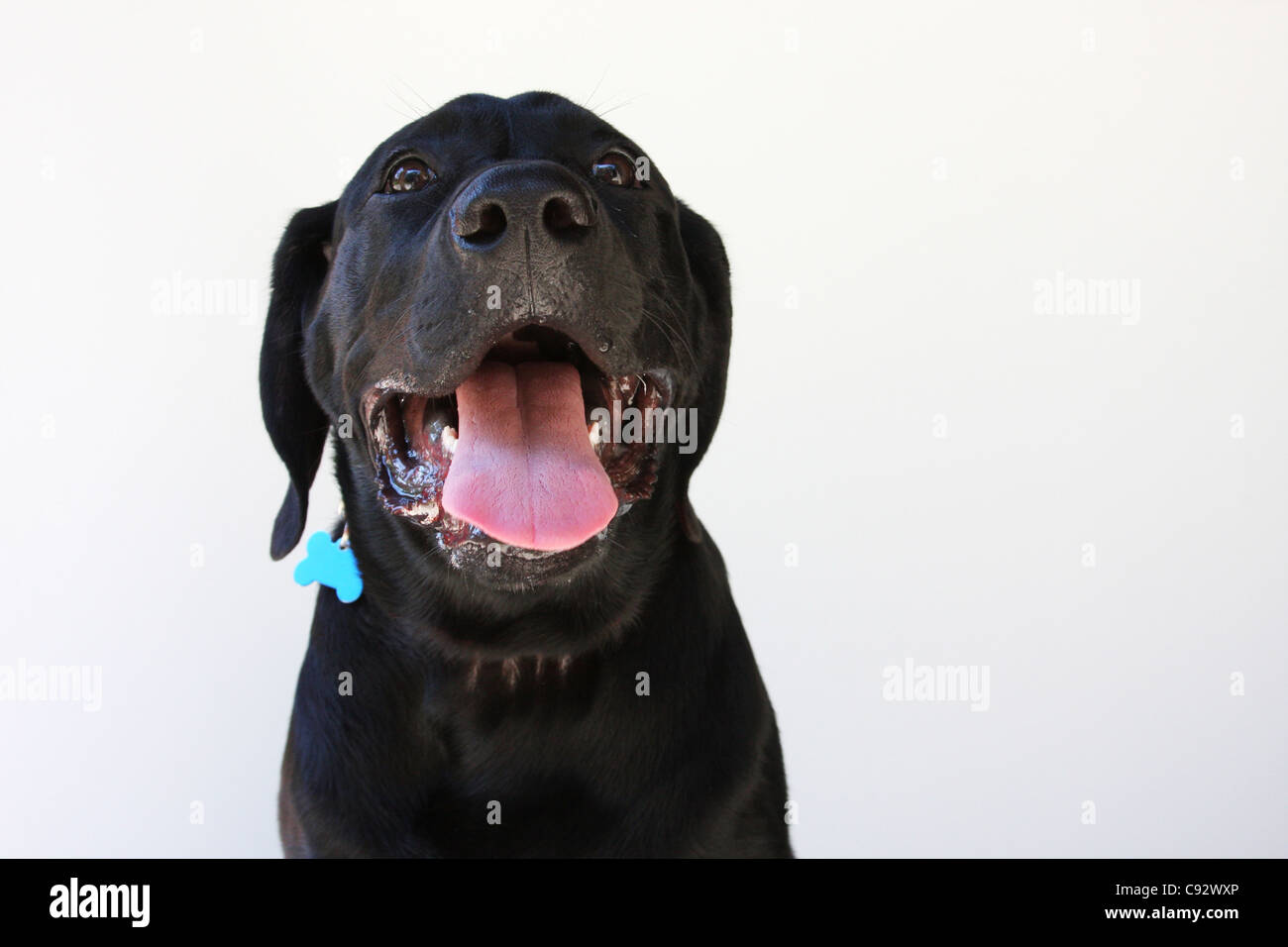Nero Labrador Retriever cane Foto Stock
