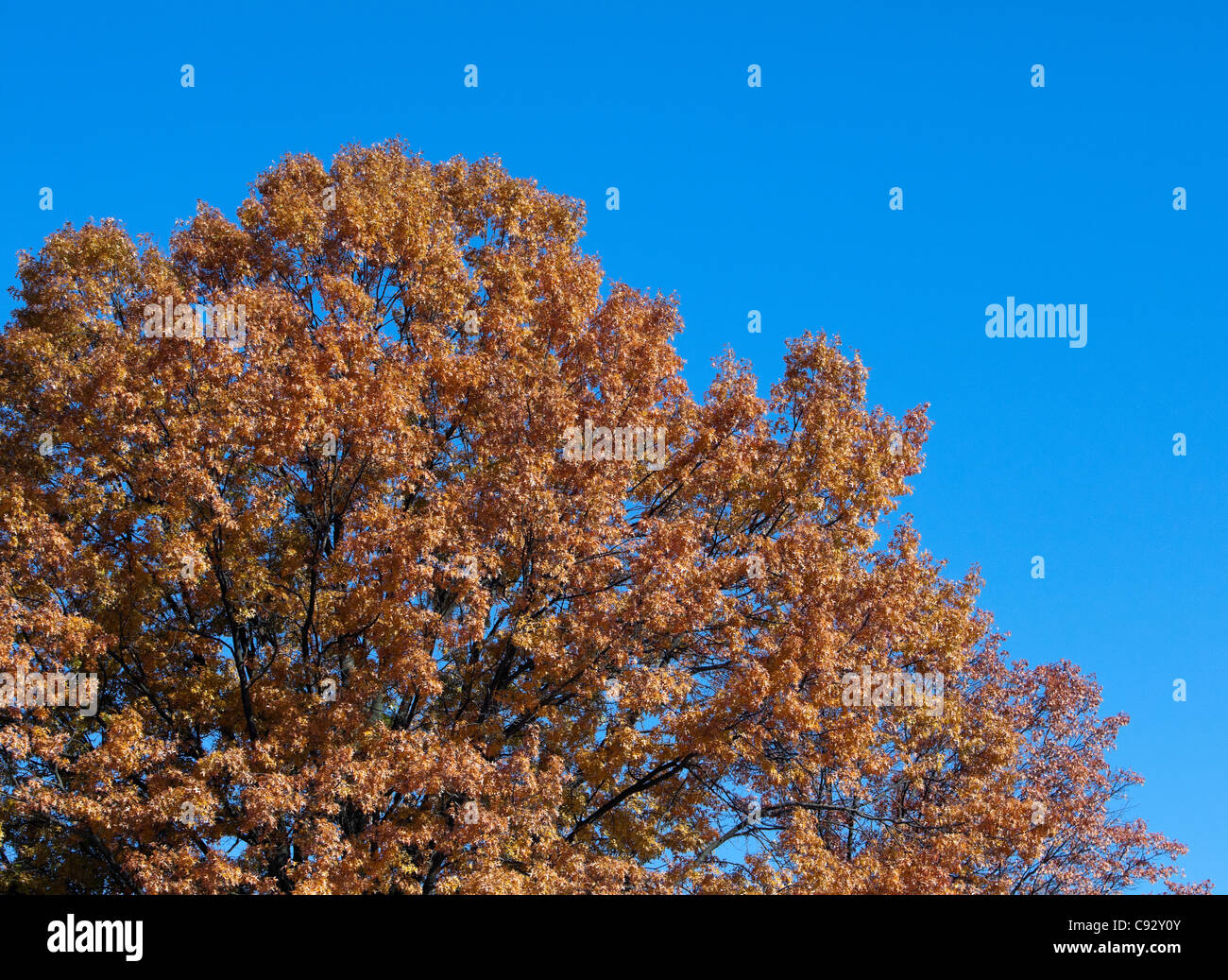 Albero di quercia in autunno il colore giallo il colore. Sparato contro un luminoso cielo blu. Foto Stock