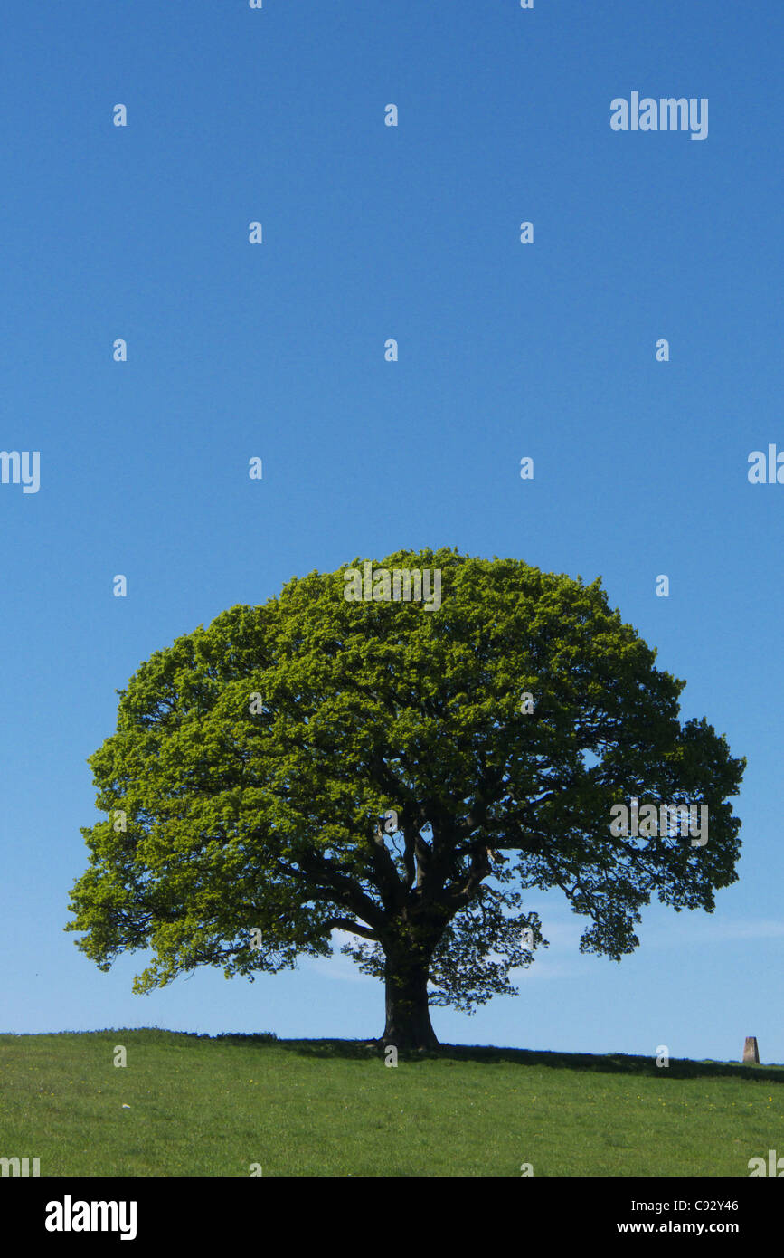 Un singolo albero in estate Foto Stock