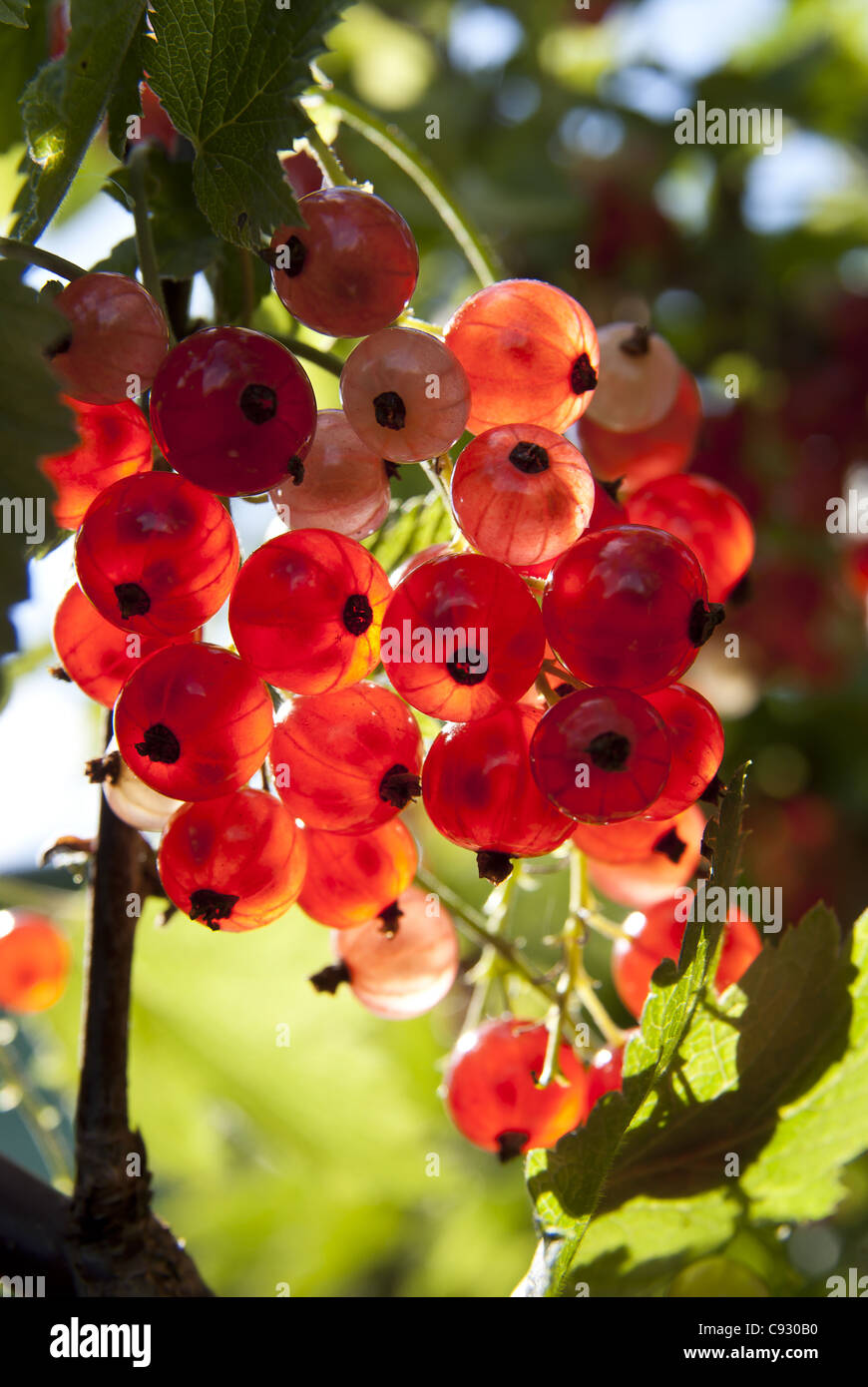 Ribes rosso Ribes rosso bacche / (Ribes rubrum). Sunshine la retroilluminazione. Foto Stock