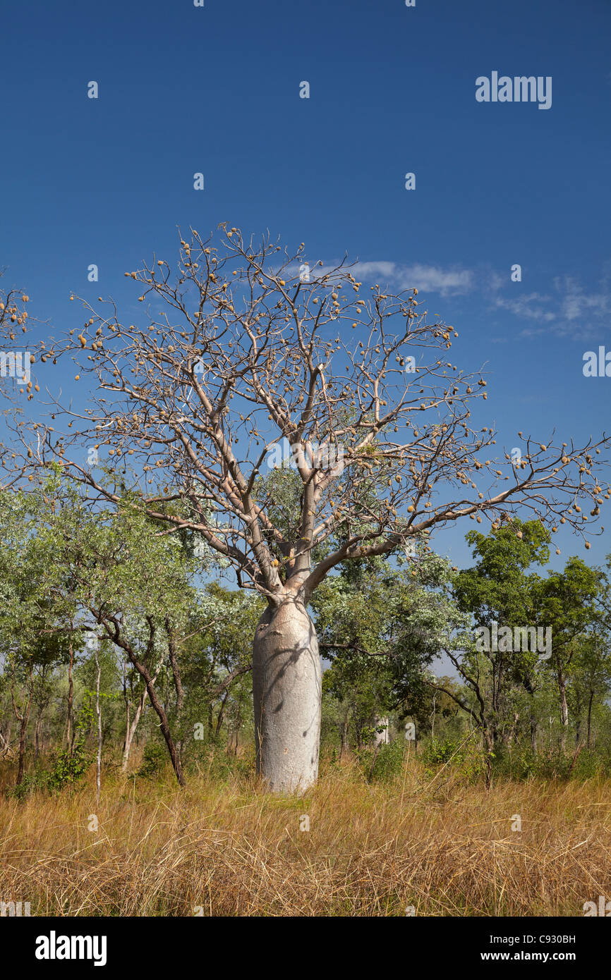 Alberi Boab, Great Northern Highway, vicino a Kununurra, regione di Kimberley, Australia occidentale, Australia Foto Stock