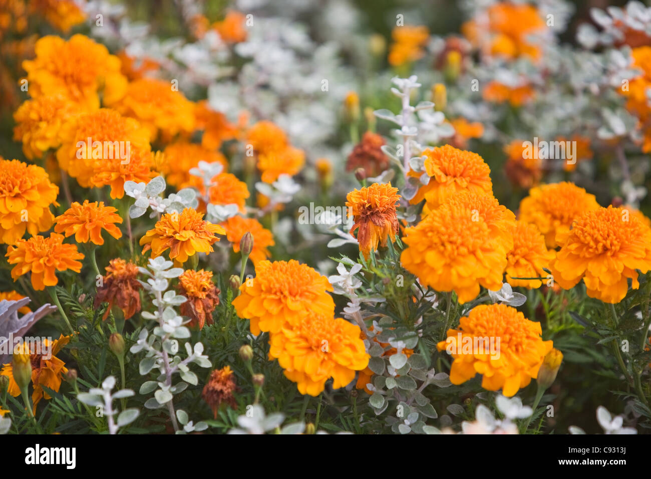 Argento e arancione letto floreale con argento erba tossica e calendula Foto Stock