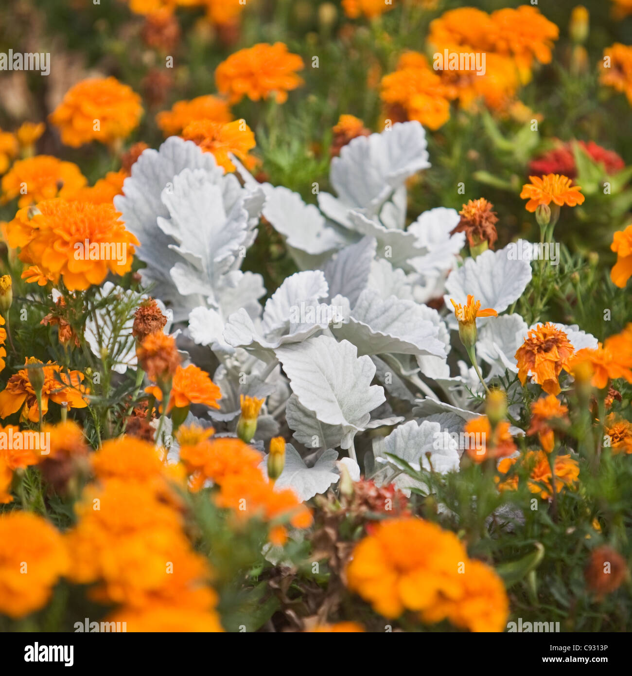 Argento e arancione letto floreale con argento erba tossica e calendula Foto Stock