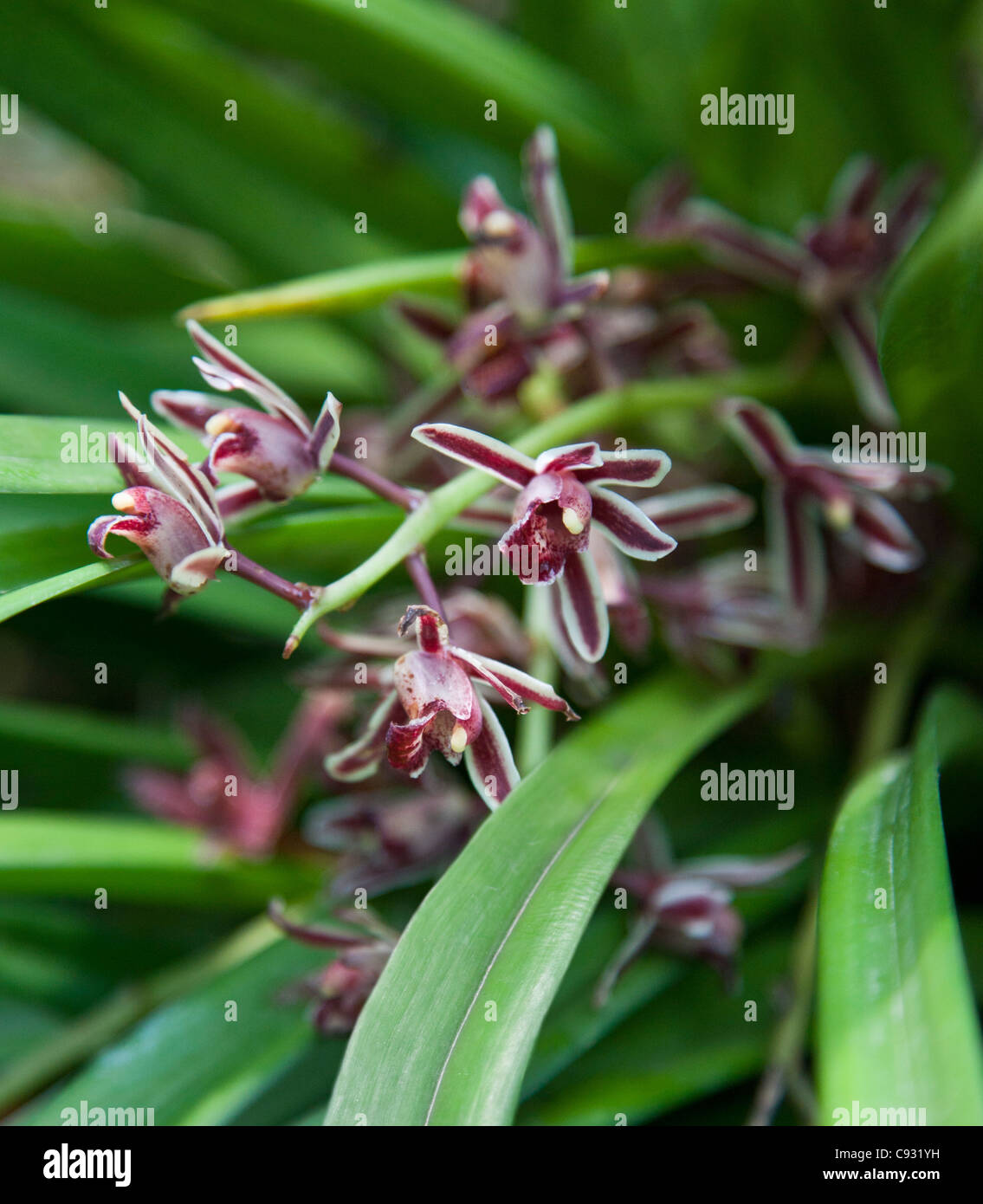 La bella orchidea Cymbidium aloifolium, che si trova in Asia e in Estremo Oriente. Foto Stock