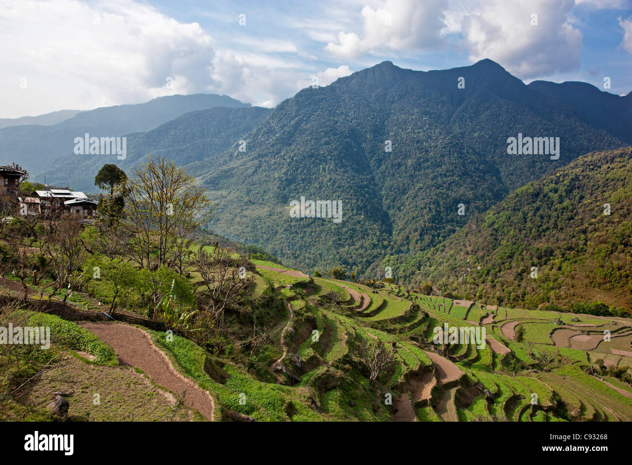 Agricoltura terrazzati sul pendio di una collina nel Mangde Chhu Valley. Foto Stock
