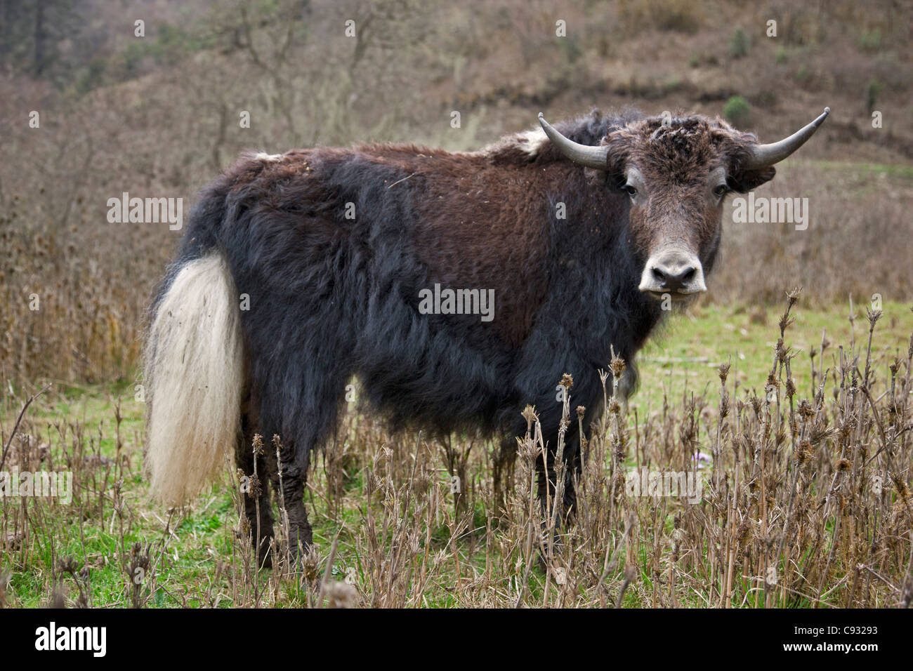 Un addomesticati yak nei monti sopra la valle di Phobjikha. Foto Stock