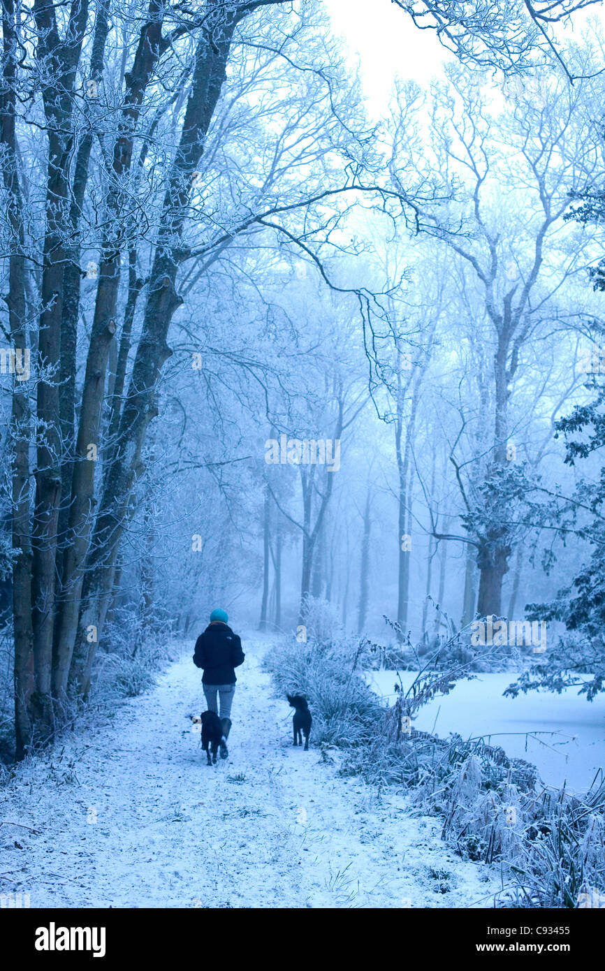 Regno Unito, Wiltshire. Una giovane donna cammina i suoi cani attraverso il bosco surgelati rurale del Wiltshire. Signor Foto Stock