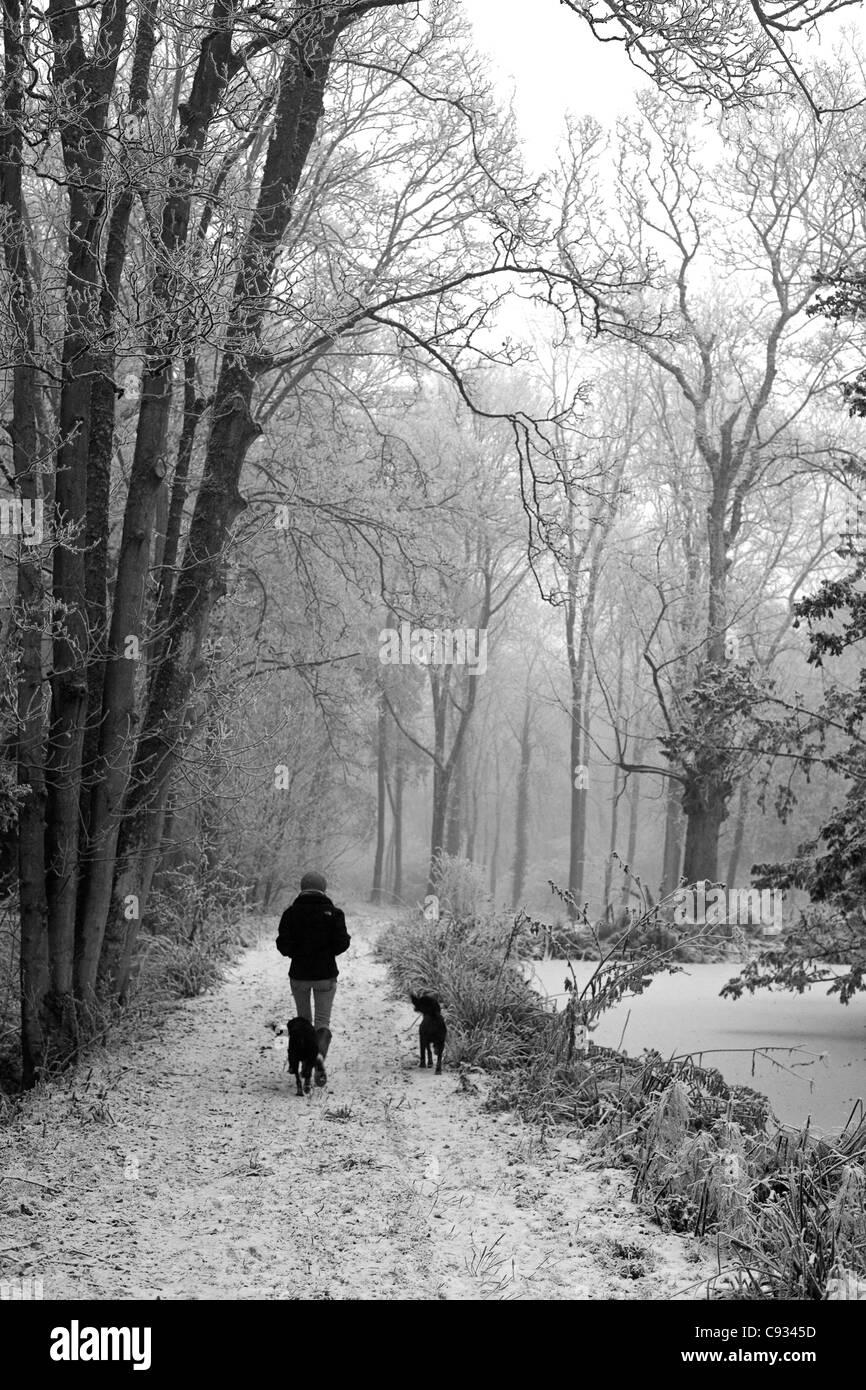 Regno Unito, Wiltshire. Una giovane donna cammina i suoi cani attraverso il bosco surgelati rurale del Wiltshire. Signor Foto Stock