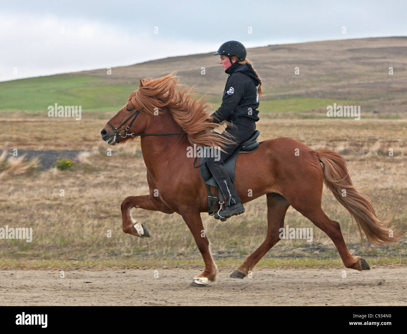 Un horsewoman cavalcare il suo cavallo islandese con il cavallino rampante ad alta fase della deambulazione chiamato tolt. Foto Stock