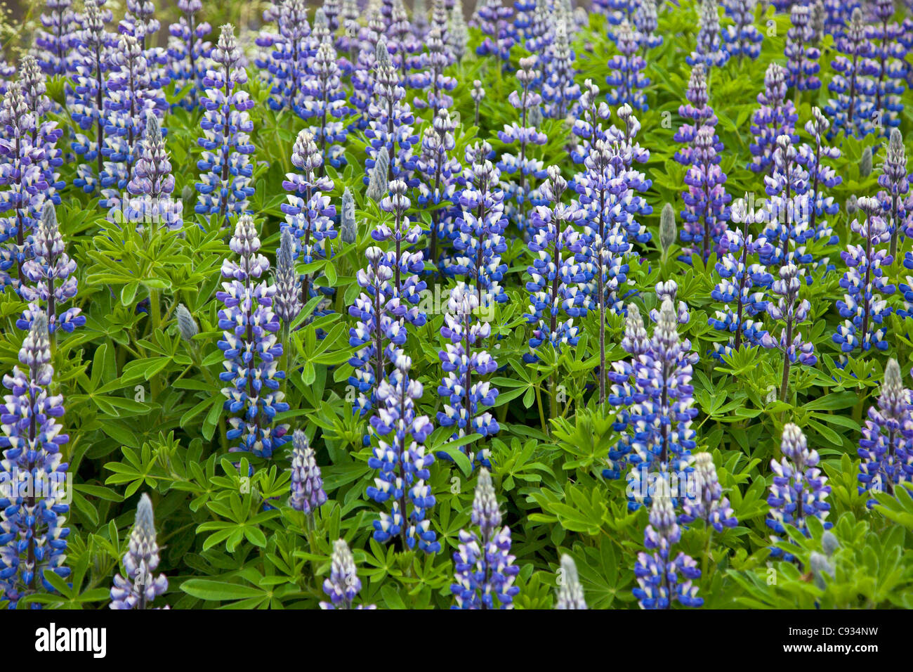 Nootka di lupini dolci (Lupinus nootkatensis) cresce a Faskrudsfjordur, un piccolo villaggio di pescatori in estremo oriente di Islanda. Foto Stock