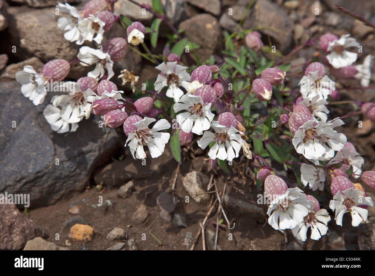 Silene uniflora, noto come mare Campion, è un membro della famiglia di rosa. Foto Stock