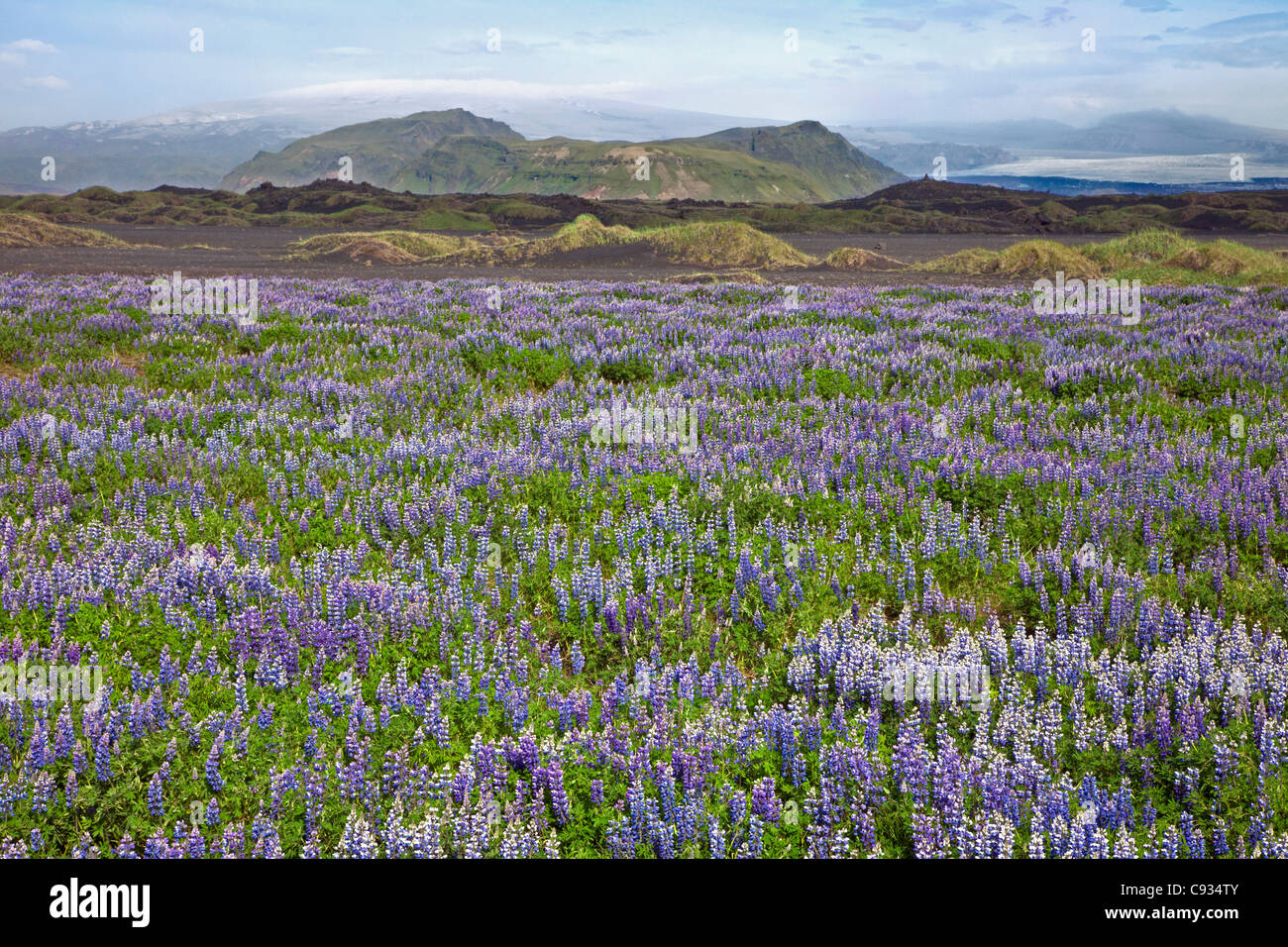 Nootka di lupini dolci (Lupinus nootkatensis) crescita vicino Efrivik. Foto Stock