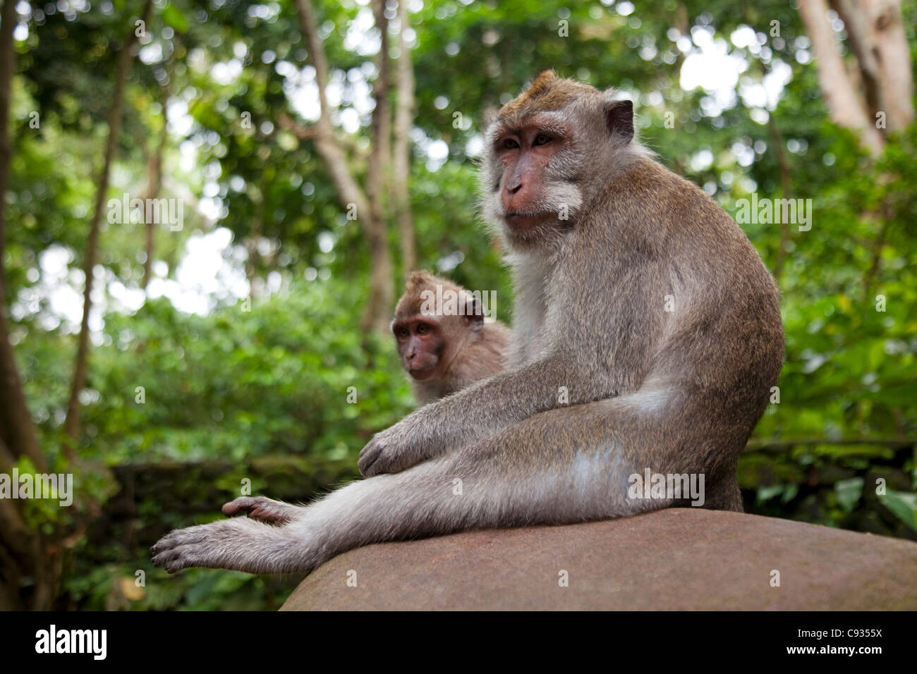 Bali Ubud. Macachi pazientemente seduto su una parete in Ubud è sacro Monkey Forest. Foto Stock