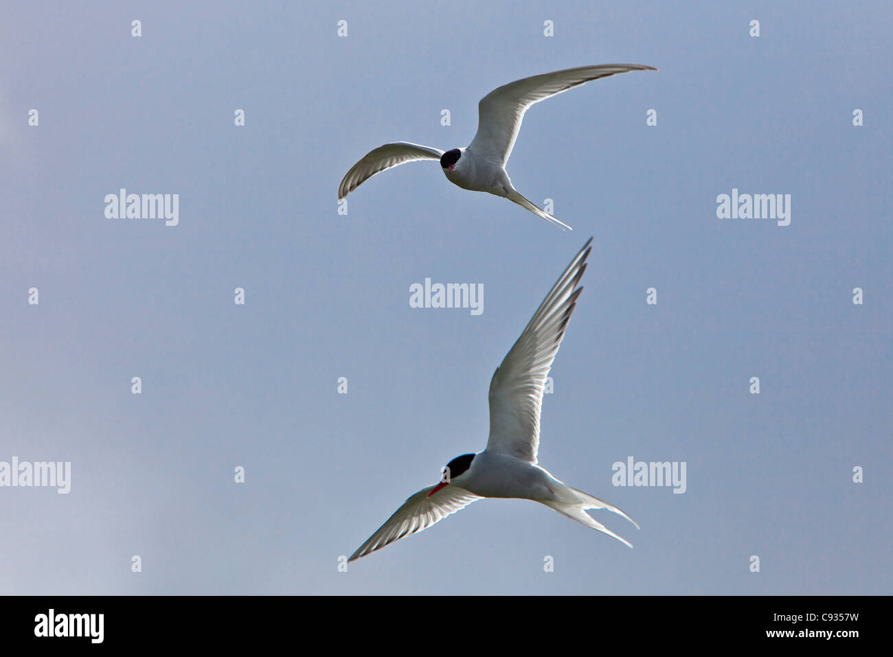 Le sterne artiche in volo. Foto Stock