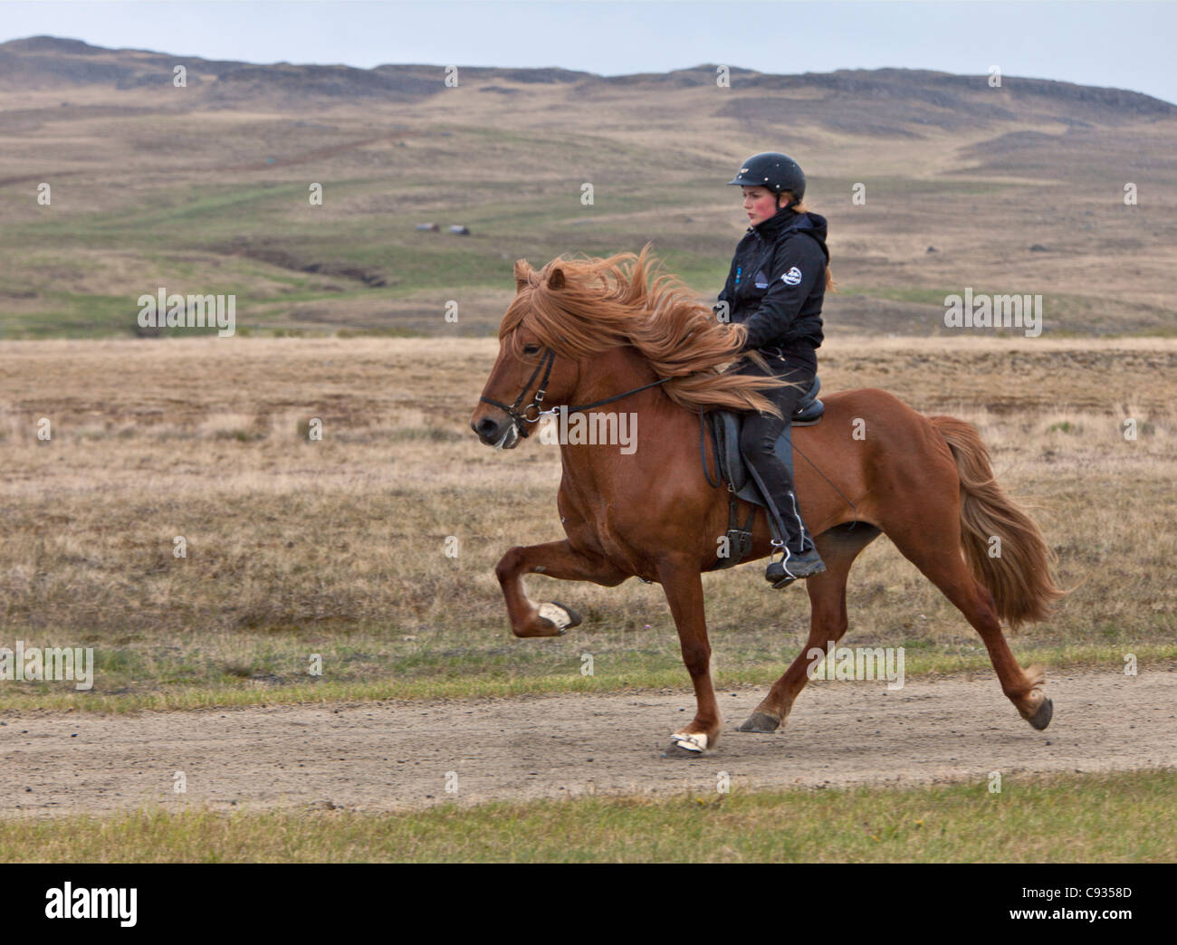 Un horsewoman cavalcare il suo cavallo islandese con il cavallino rampante ad alta fase della deambulazione chiamato tolt. Foto Stock