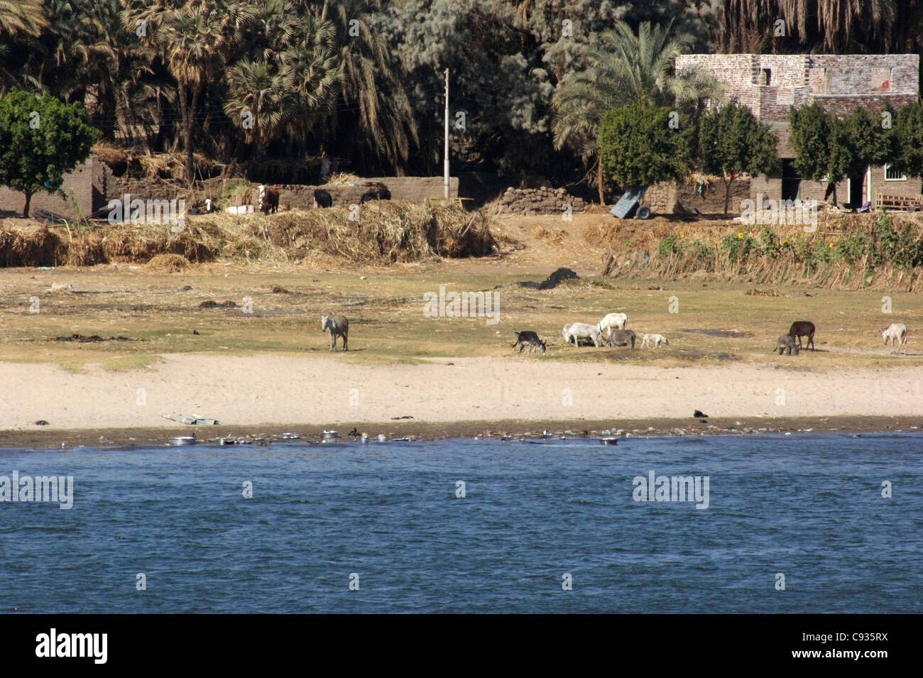 Waterside rurali paesaggio presso il fiume Nilo in Egitto (Africa) compresi alcuni animali da fattoria Foto Stock