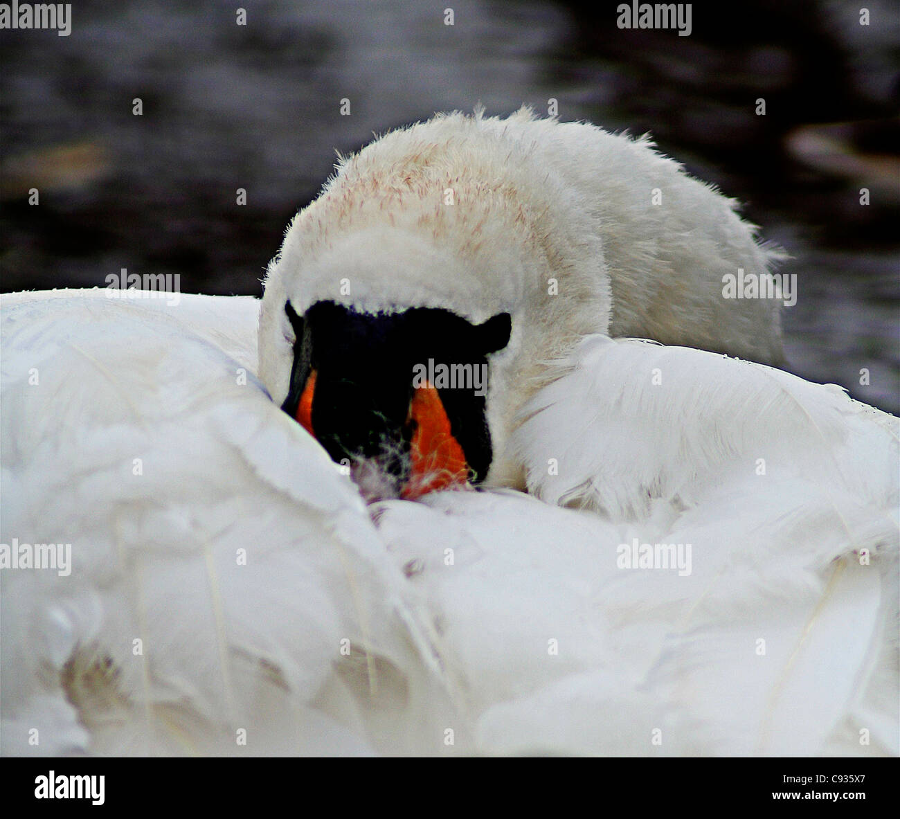 Timido cigno Foto Stock