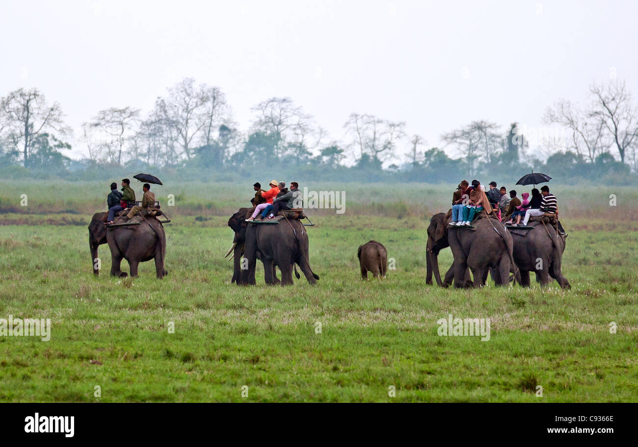 In mattina presto pioggerella, turisti fissati su elefanti per cercare Great Indian One-cornuto rinoceronti. Foto Stock