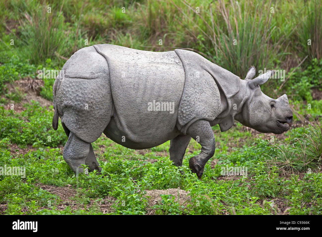 Un Great Indian Rhino un-cornuto nel Parco Nazionale di Kaziranga. Foto Stock