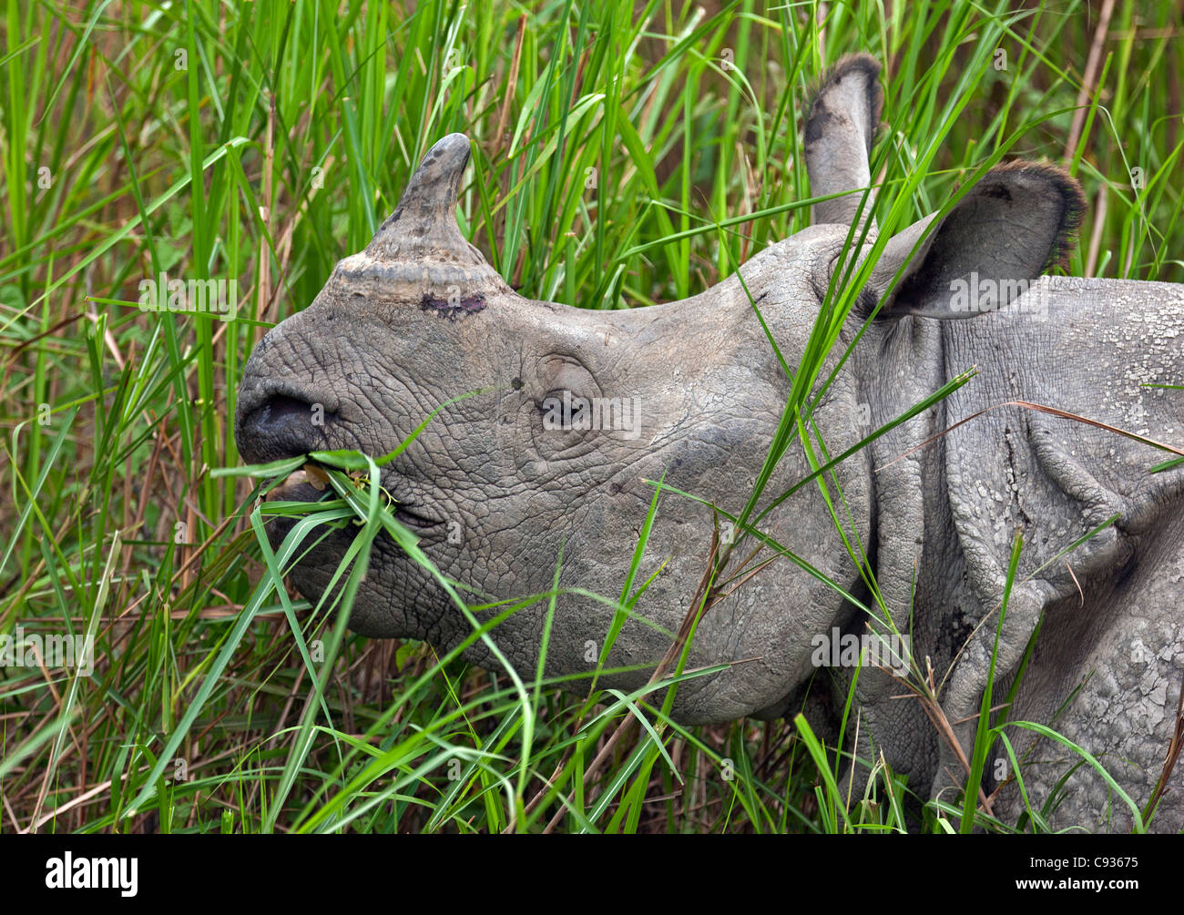 Un Great Indian Rhino un-cornuto si nutre di erba di palude nel Parco Nazionale di Kaziranga. Foto Stock