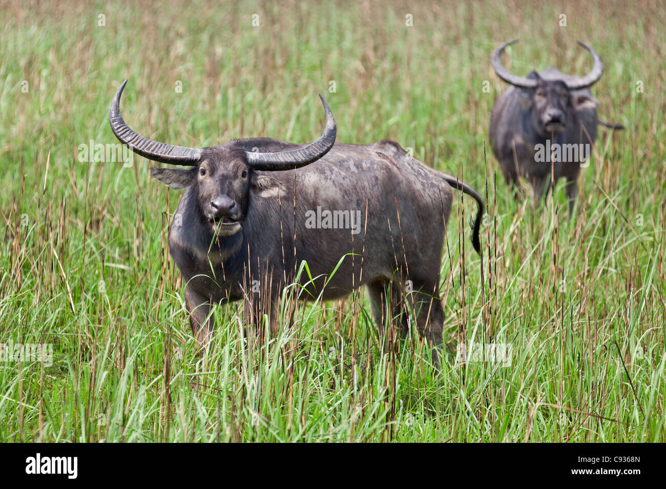Wild Asian Bufalo d'acqua nel Parco Nazionale di Kaziranga. Foto Stock