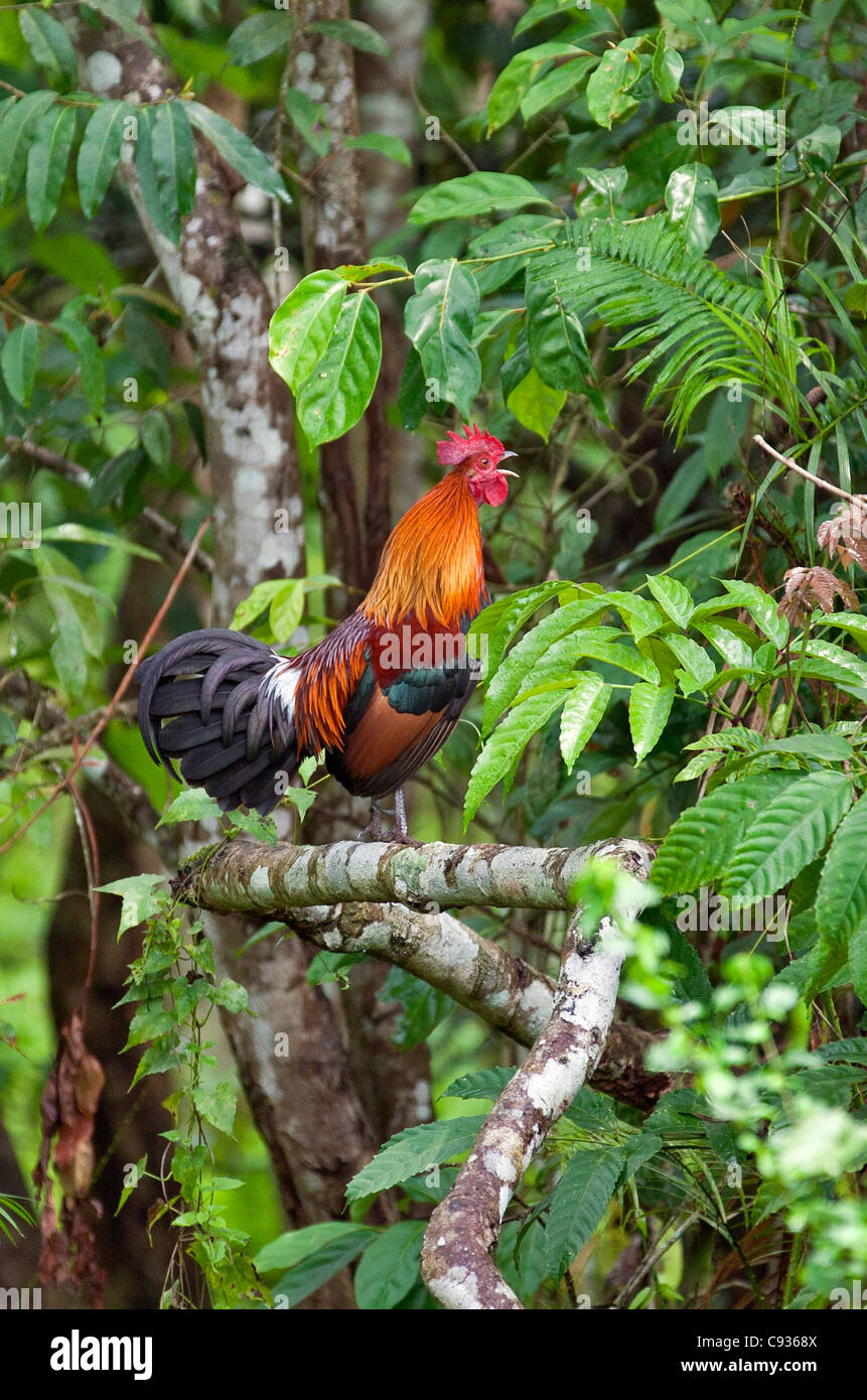 Un maschio Red Junglefowl nel Parco Nazionale di Kaziranga. T Foto Stock
