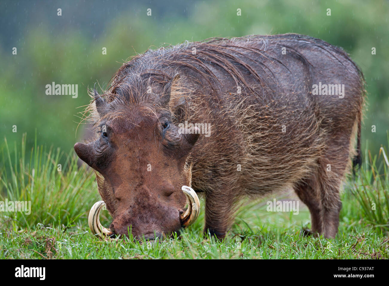 Un maschio warthog alimentazione su erba in leggera pioggia nel Parco nazionale di Aberdare. Foto Stock