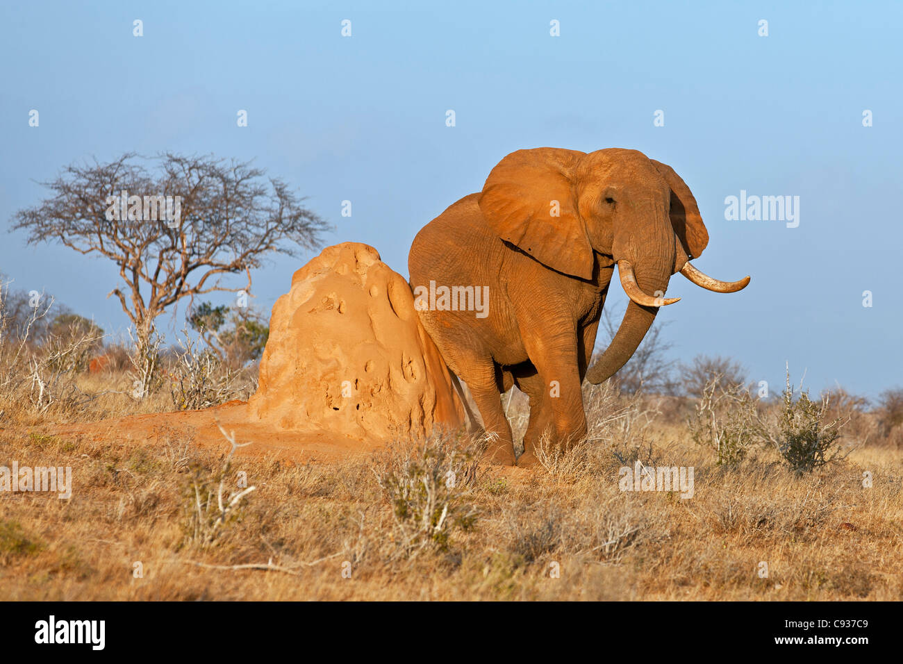 Un' ammenda African bull elephant sfrega stesso su un tumulo termite nel parco nazionale orientale di Tsavo. Foto Stock