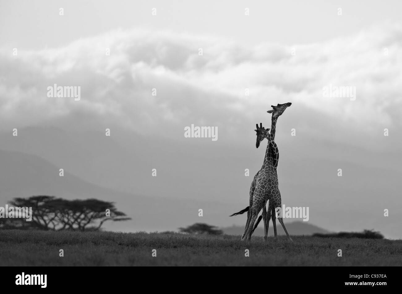 Due traliccio giraffe necking nelle prime ore del mattino. Foto Stock